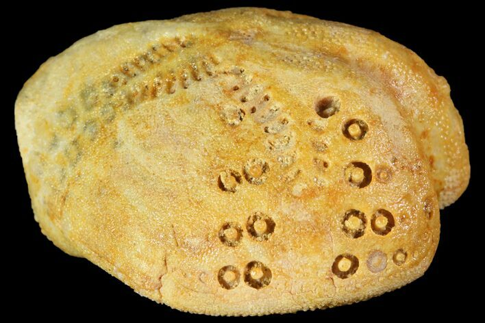 Fossil Echinoid (Lovenia) - Australia #114586